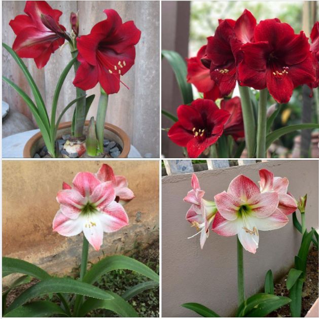 Bộ 2 củ giống hoa lan huệ tây - ( 1 củ hồng đào và 1 củ đỏ nhung )
