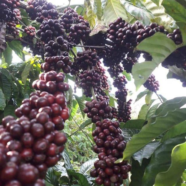 Cà Phê Hạt Robusta Nguyên Chất Rang Mộc 100% (ban mê xanh store)