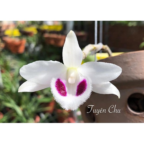 Lan phi điệp 5 cánh trắng Bạch tuyết, cây giống cấy mô, hoa đẹp hiếm