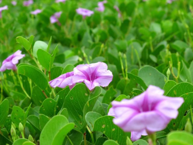 Muống biển khô 1kg