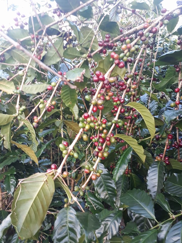 Cà Phê Hạt Specialty Colombia Supremo Washed - COTERO Coffee, pha Drip, Coldbrew, Espresso...