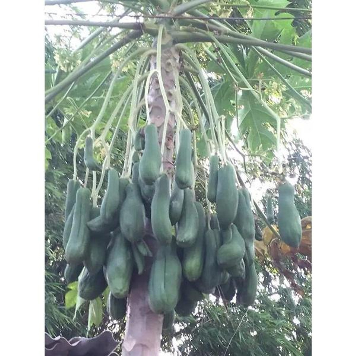 Hạt giống cây đu đủ đực - 1 gói 20 hạt