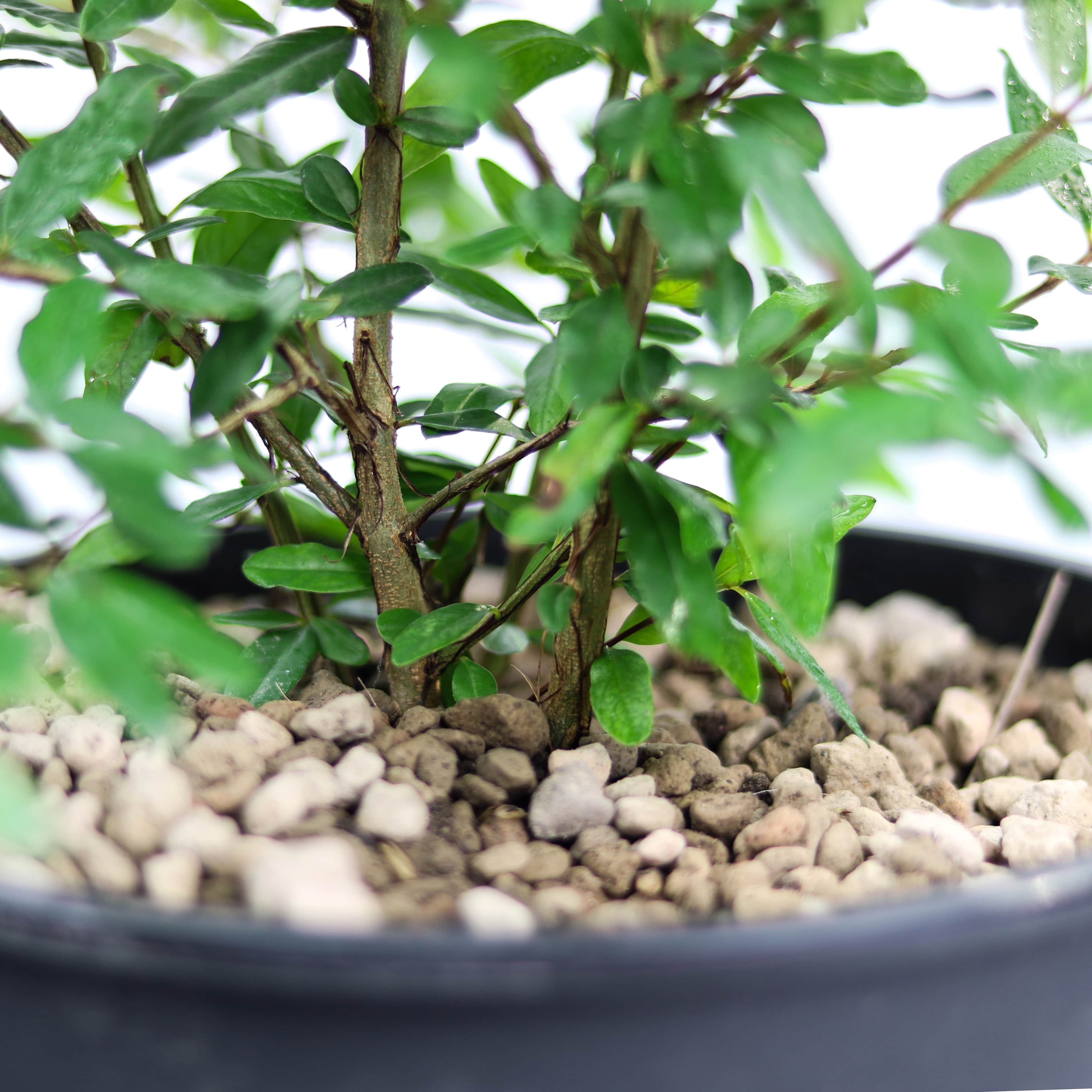 Lựu đỏ Ai Cập | Cây có trái | Punica Granatum