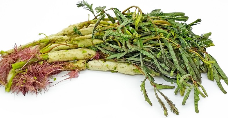 Hạt giống Rau nhút gói 1gr