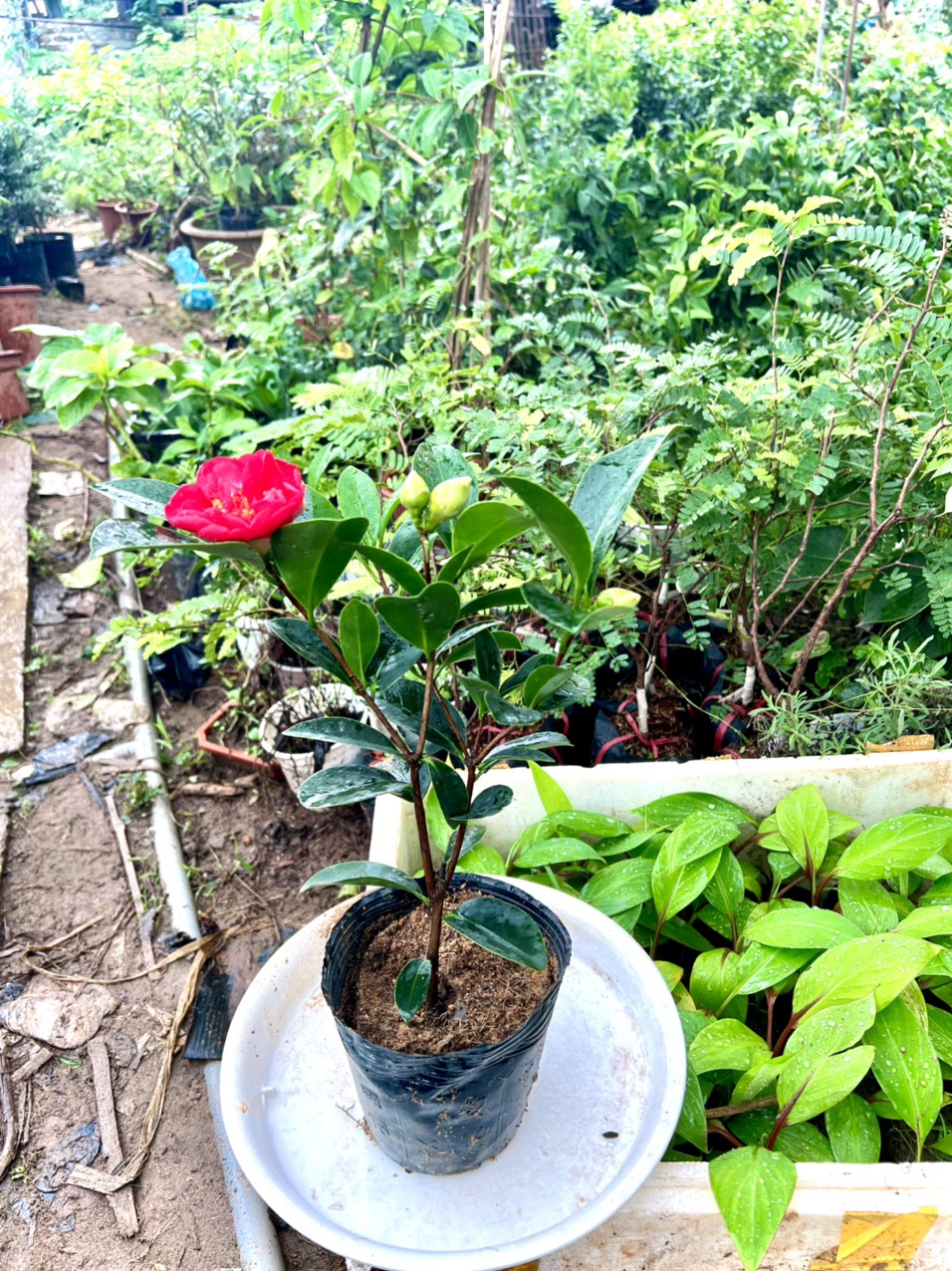Cây trà tứ quý kép size trung cao 40 cm  (ảnh thật số 2)