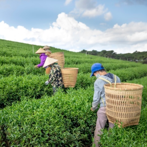 Trà xanh Tân Cương LỘC PHÁT_ 200 gr