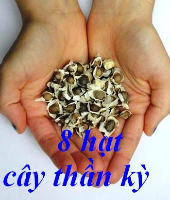 8 hạt cây thần kỳ
