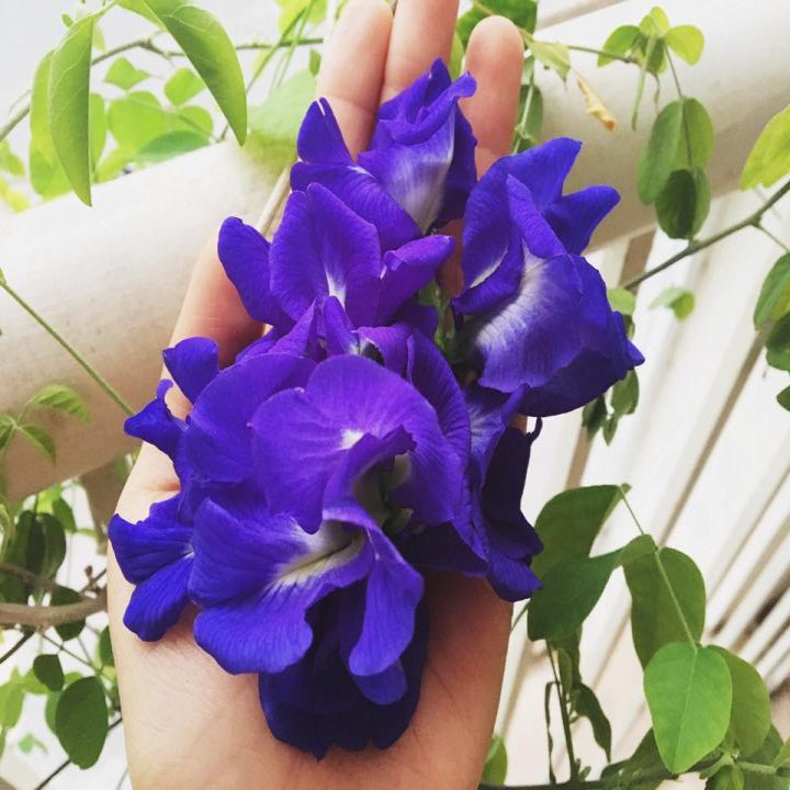 Gói 20 hạt giống hoa đậu biếc