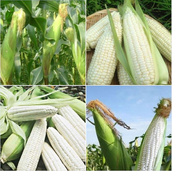 Bộ 3 gói Hạt giống ngô nếp F1 siêu dẻo siêu ngọt