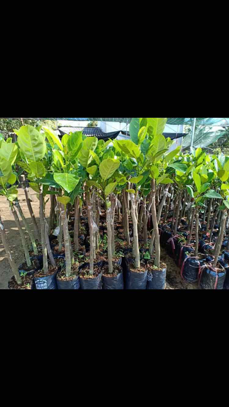 Cây giống mít Thái ruột đỏ