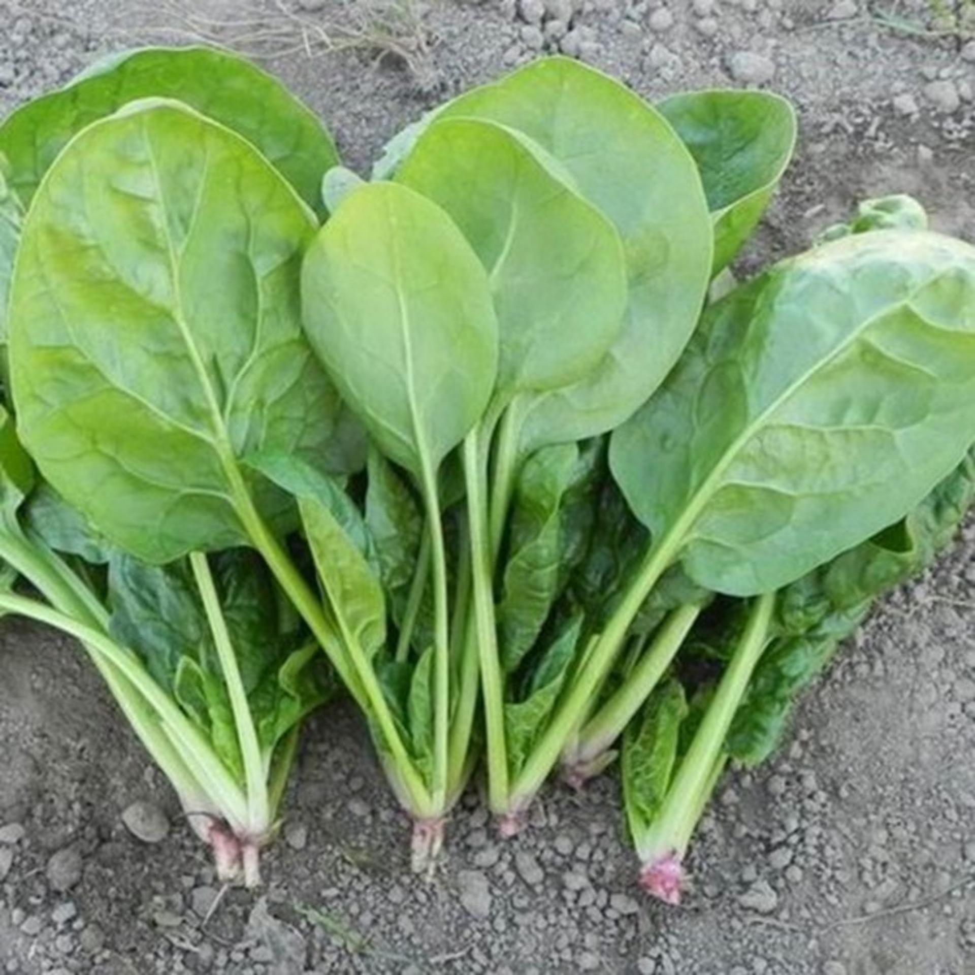 10g Hạt giống Cải bó xôi