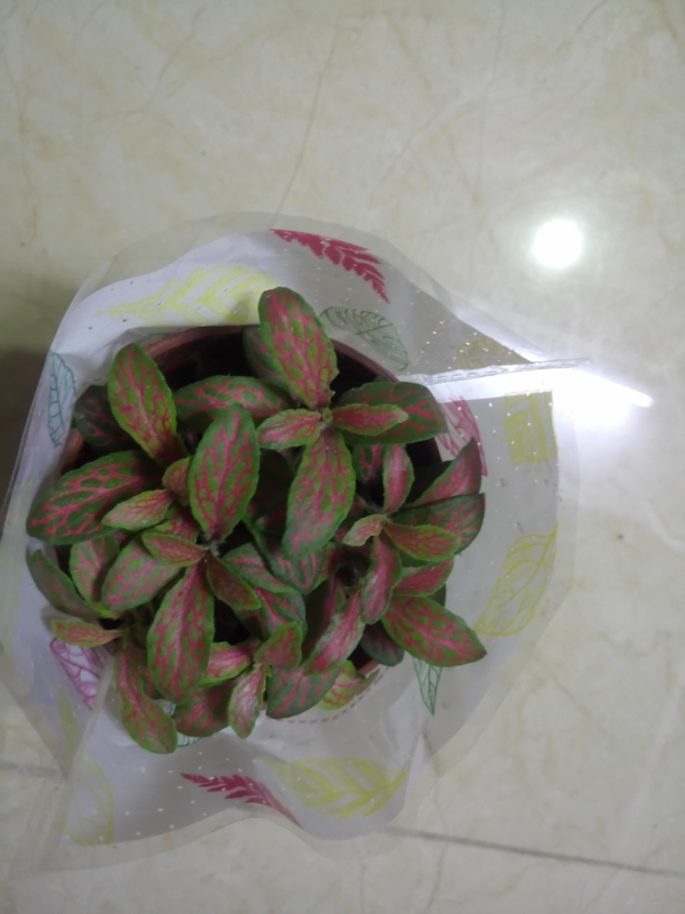 Cây cẩm nhung(cây may mắn)