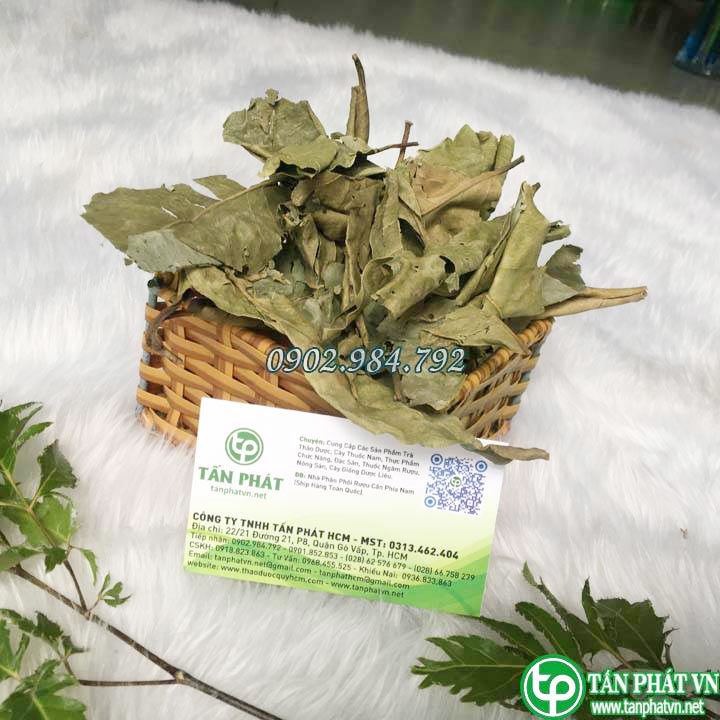 Lá vối 500g khô Tấn Phát - Sản phẩm chuyên dùng để pha trà ngon thanh nhiệt và hỗ trợ giải độc