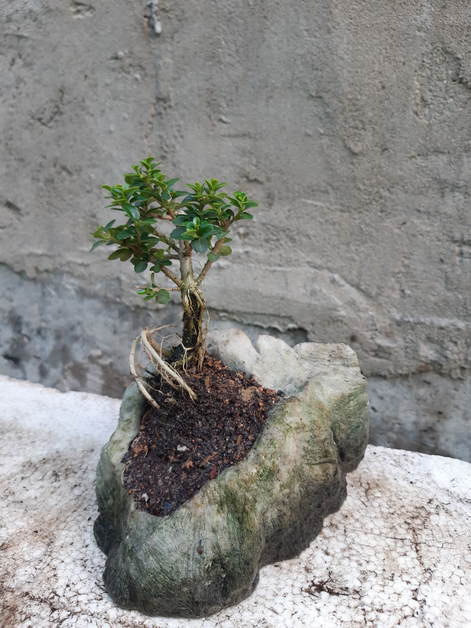 sam hương mini hòn non bộ