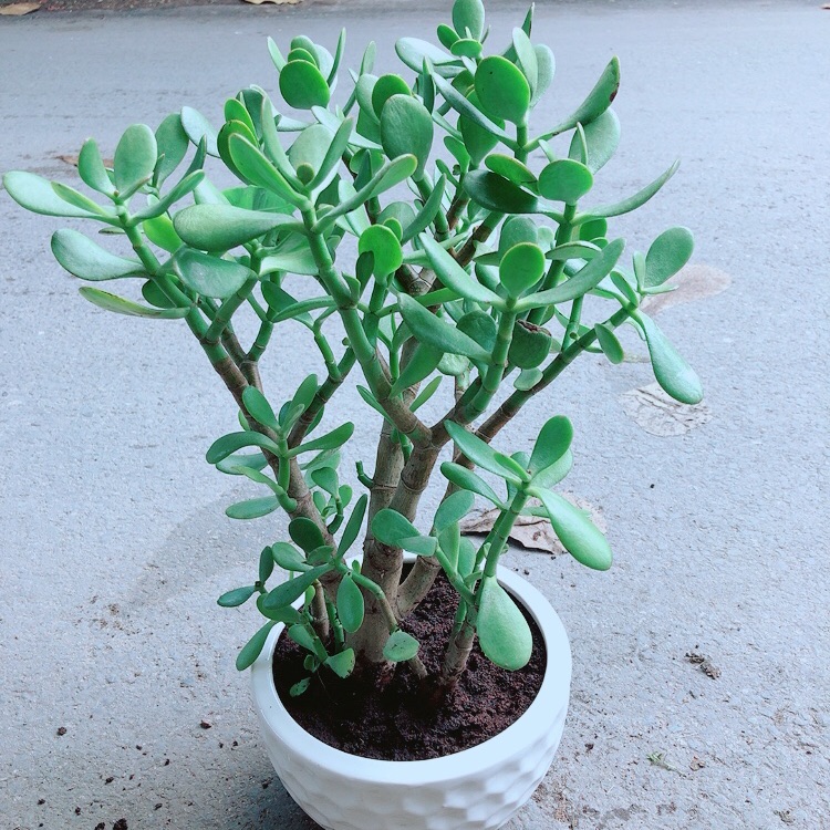Chậu cây ngọc bích size lớn