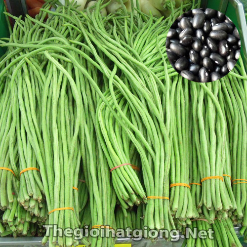 Hạt Giống Đậu Đũa Hạt Đen (Gói 20 Gam) Dễ Trồng, Thu Hoạch Kéo Dài