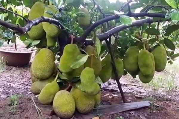 CÂY GIỐNG MÍT THÁI SIÊU SỚM CHANGAI
