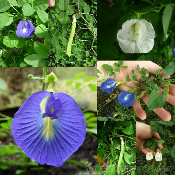 [HCM]Hạt giống bông biếc butterfly pea