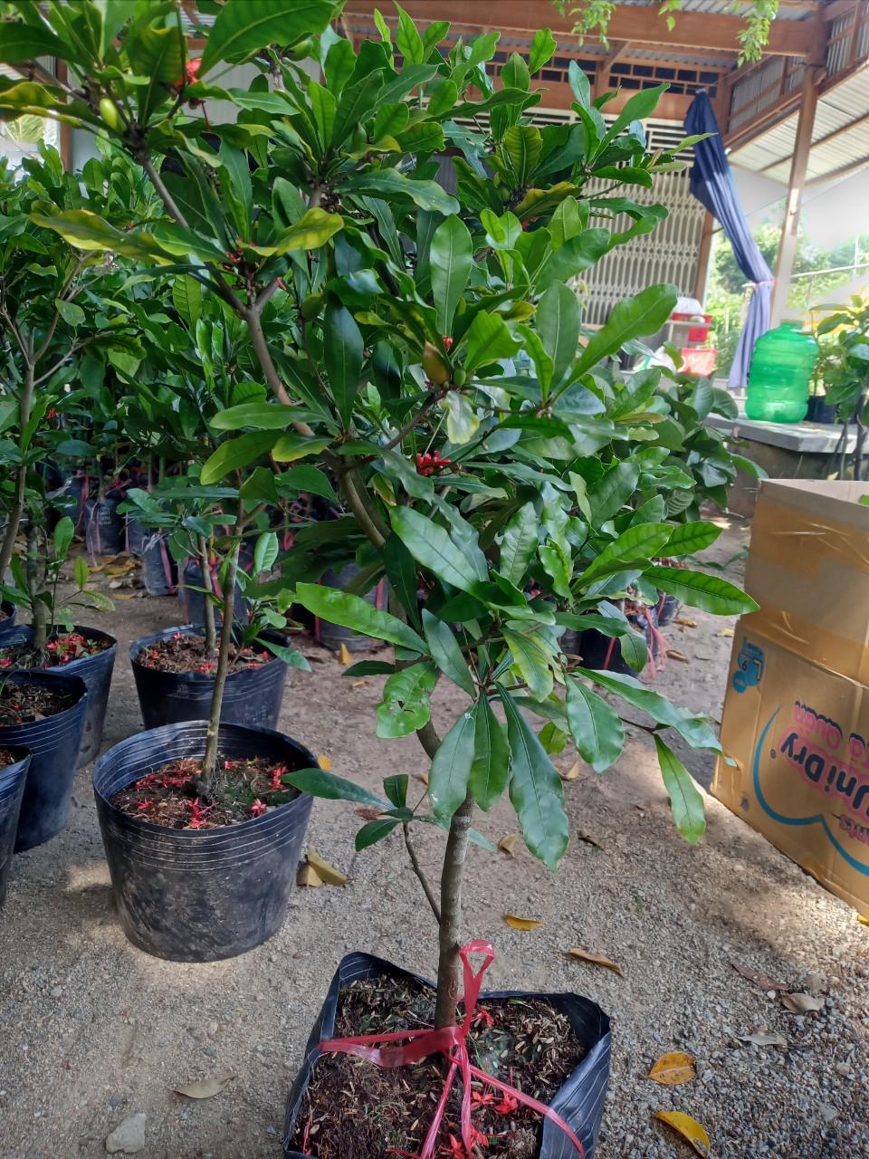 Cây Thần kỳ đang có hoa