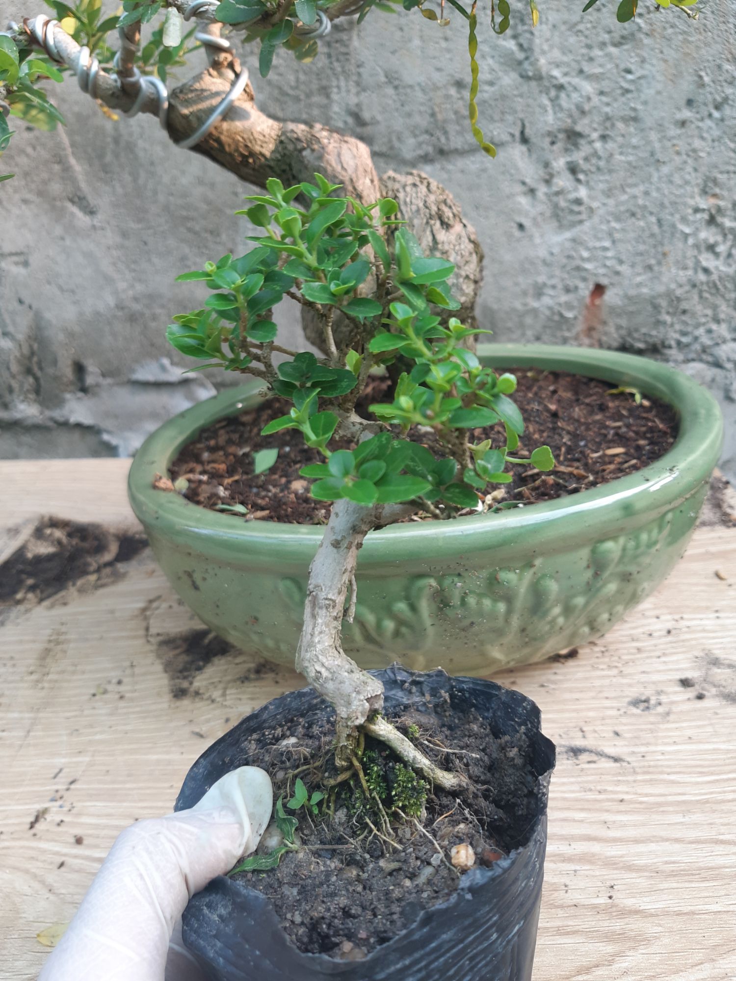 sam hương siêu mini