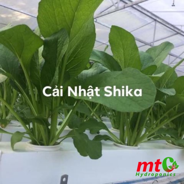 [HCM]Hạt Giống Cải Nhật SHIKA-F1