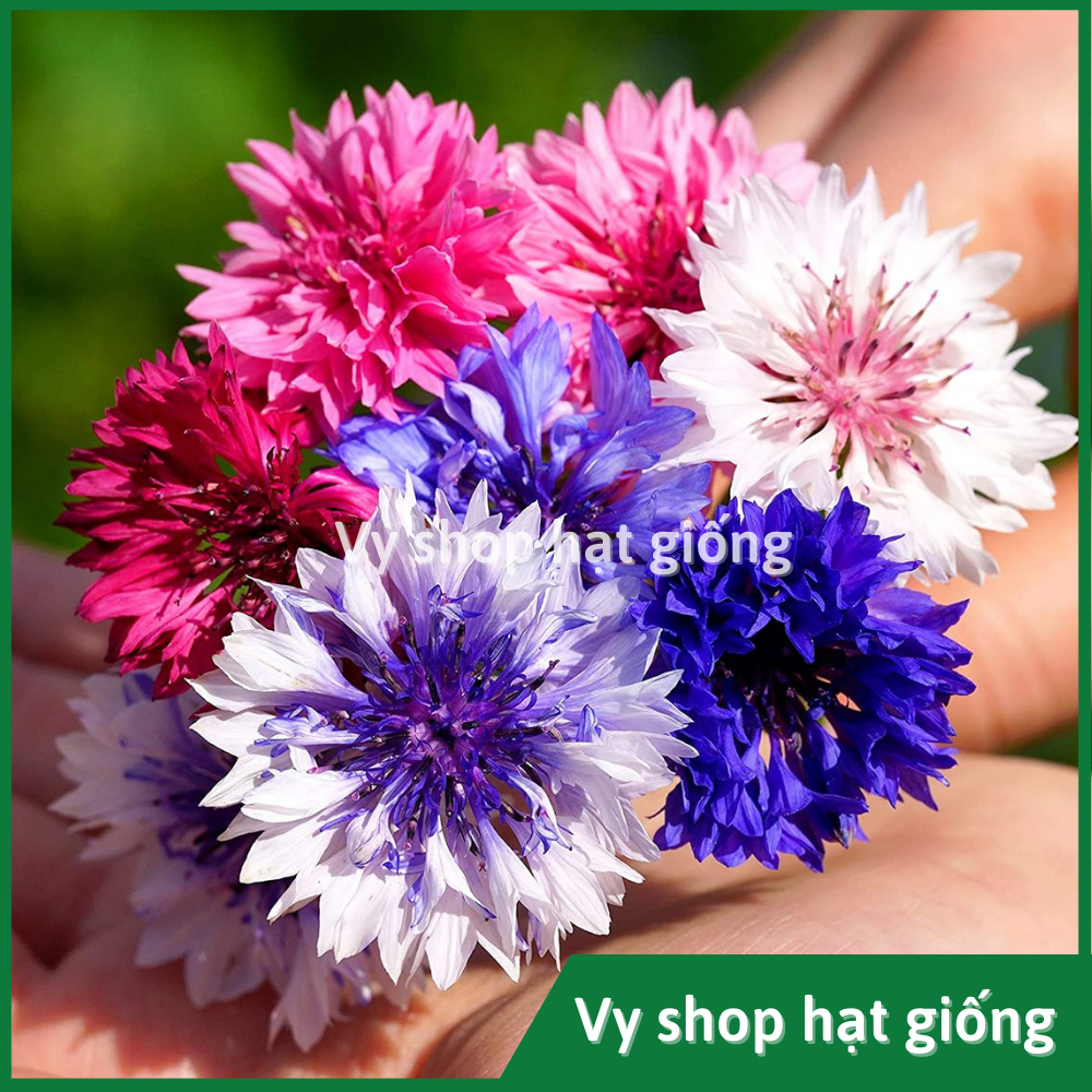 Hạt giống hoa thanh cúc (cúc ngô) - Centaurea Cyanus gói 100 hạt