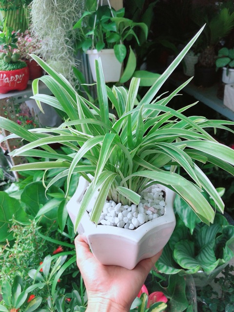Chậu Cây Lan Chi