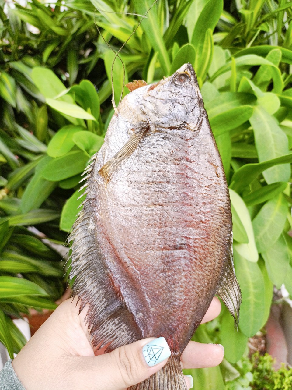 Khô Cá Sặc Bổi Lạt 3 Nắng Size Mập 8 con/Kg