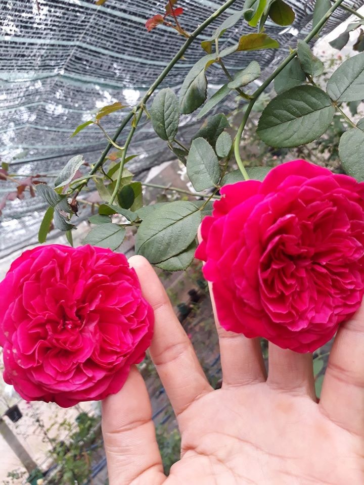 HOA HỒNG LEO HẢI PHÒNG