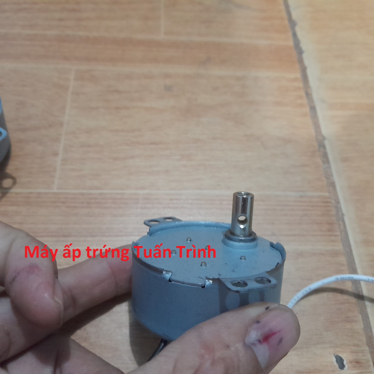 Motor đảo trứng