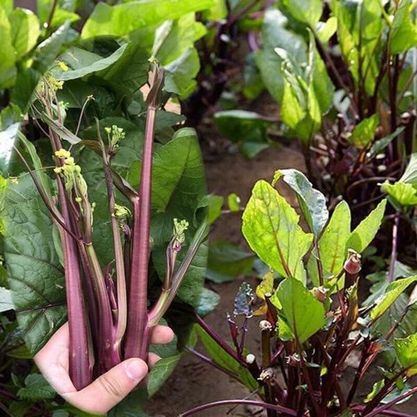 Hạt giống cải ngồng đỏ 10gr