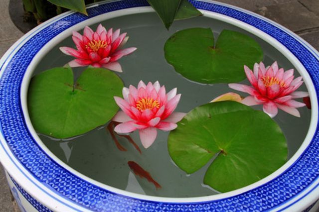 10 củ hoa súng thái các màu