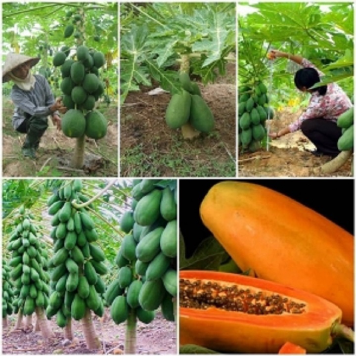 cây giống đu đủ lùn ruột đỏ cao sản