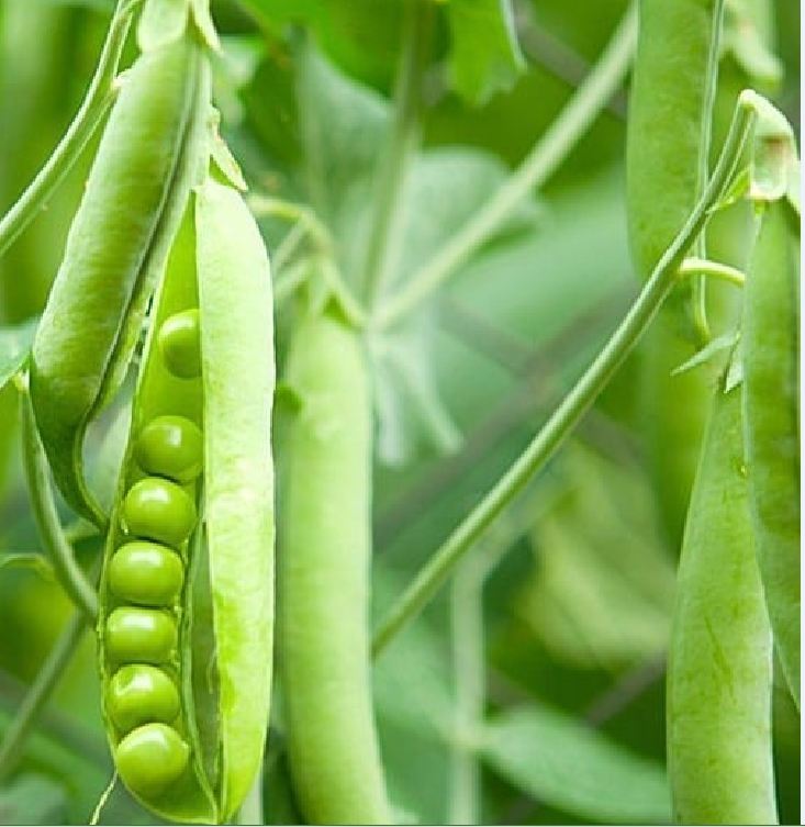 Hạt giống đậu hà lan ( Lấy hạt ) - Gói 50gram