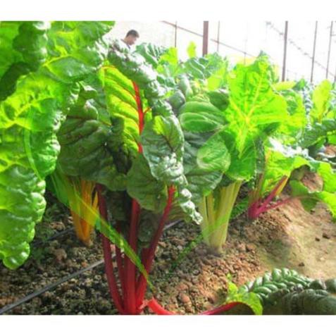 HẠT GIỐNG CẢI CẦU VỒNG - GÓI 5 GRAM
