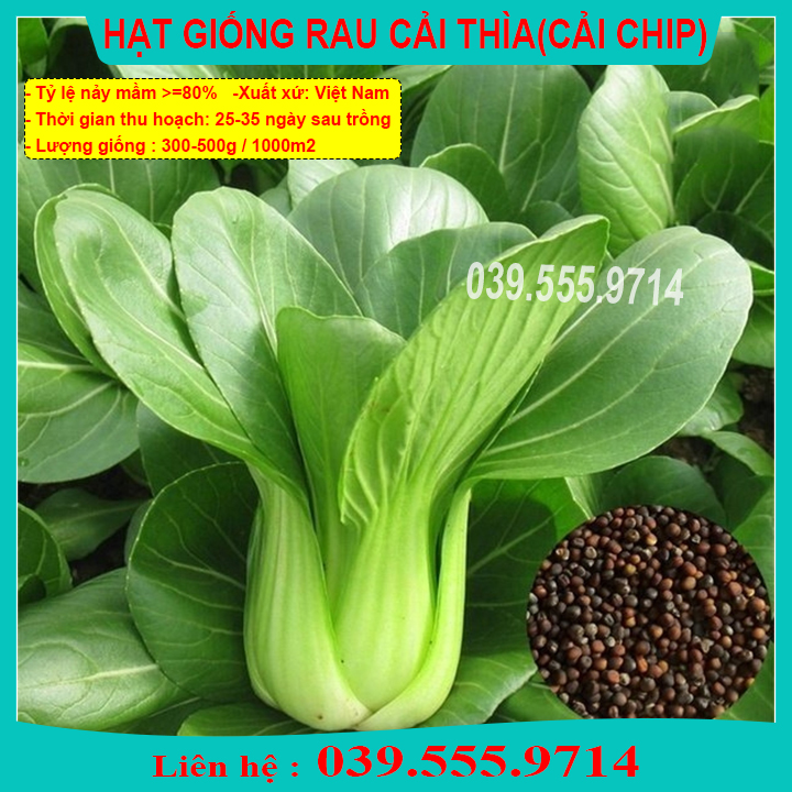 Hạt Giống Cải Chít 50gam