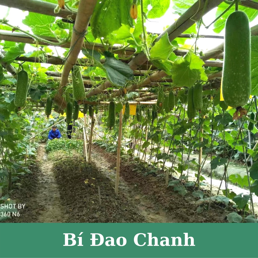 Hạt giống bí đao chanh xanh siêu quả