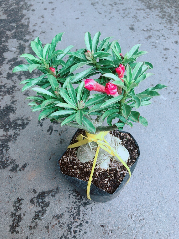 Cây Sứ Thái Kép