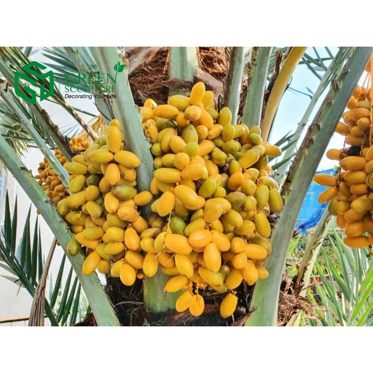 Cây giống chà là trung đông (Cây khỏe đẹp, được kiểm tra cây)