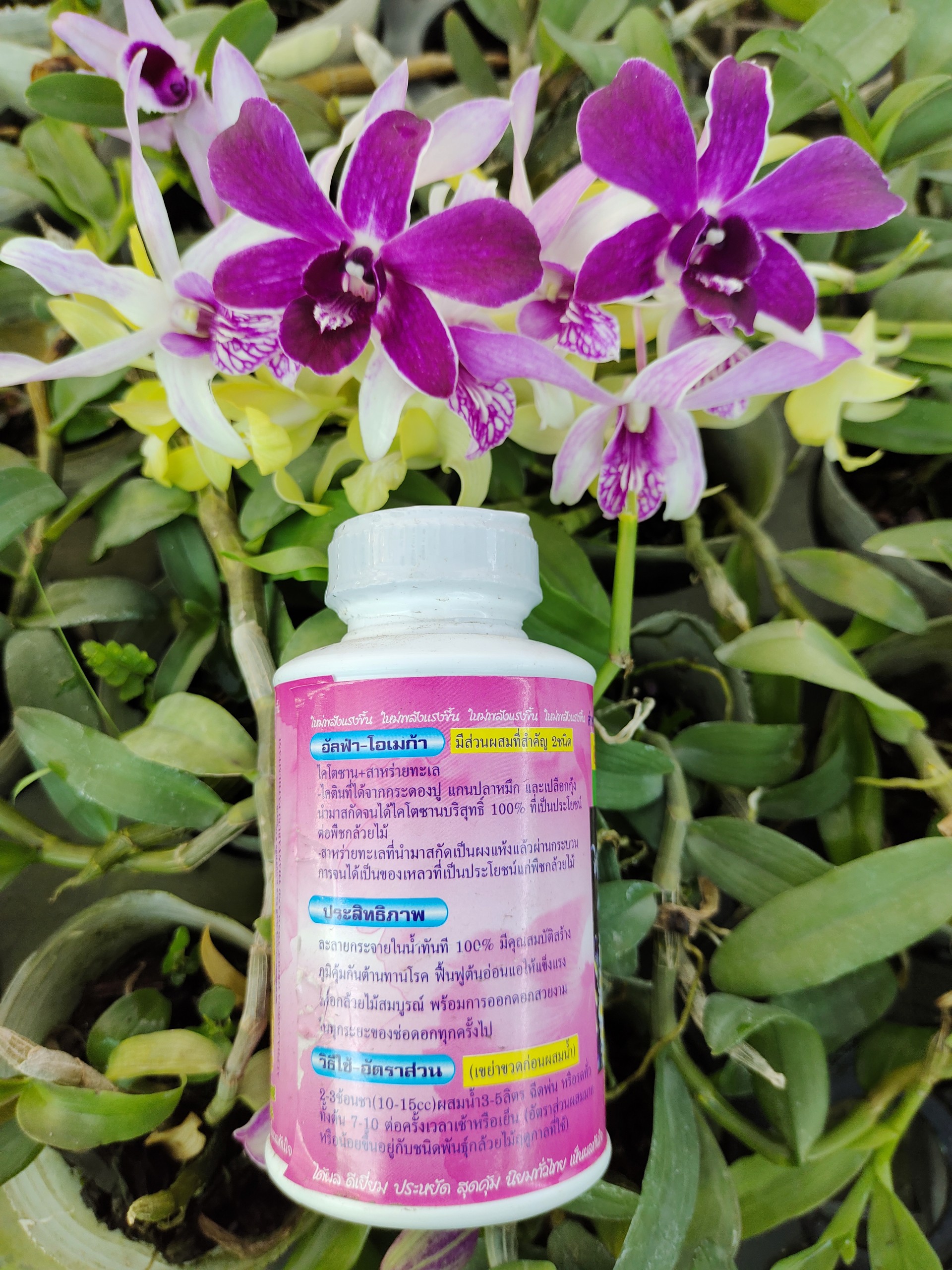 Dung Dịch Kích Hoa Thái Lan -  Alpha Omega 250ml