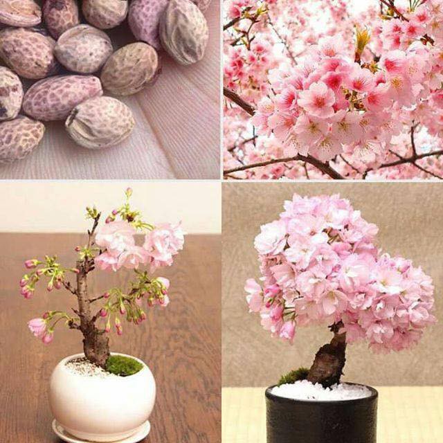 Hạt giống hoa anh đào 10 hạt