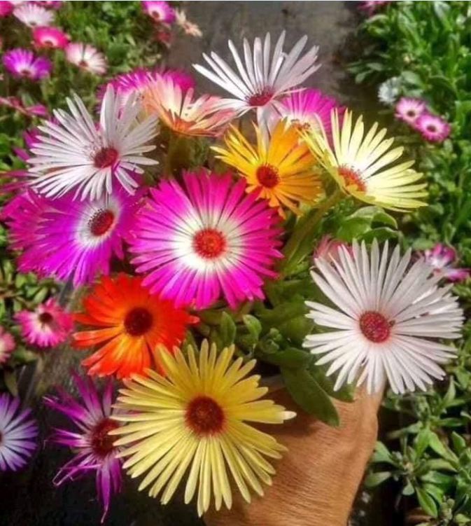 Hạt giống hoa 10h Châu Phi Mix - Gói 20 Hạt