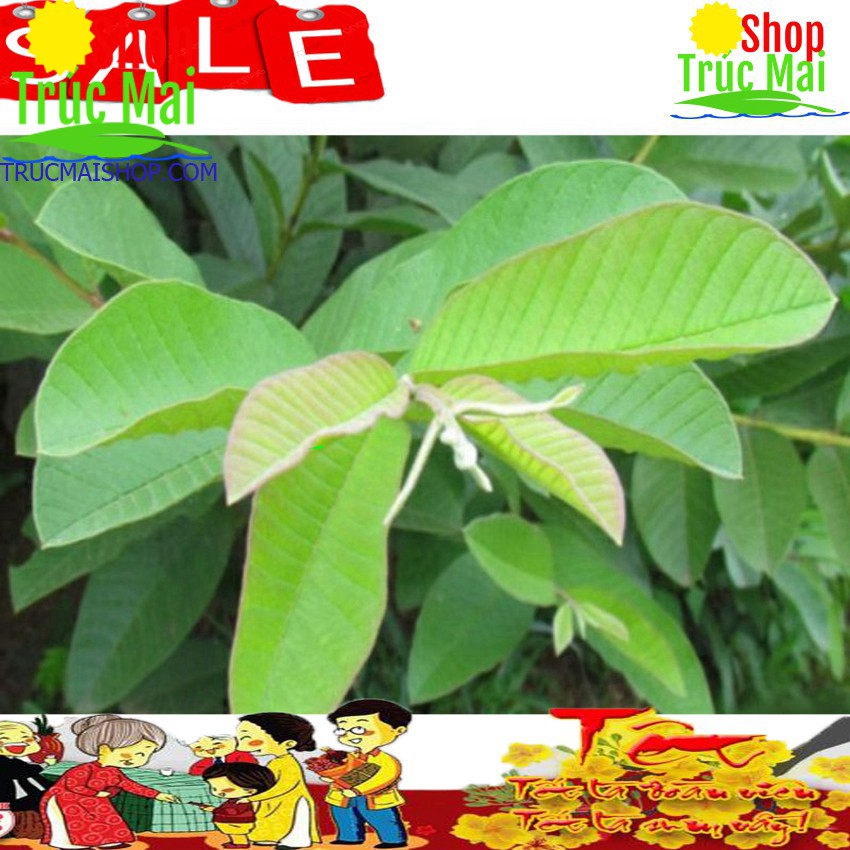 Lá ổi 1kg (Tươi -Khô)