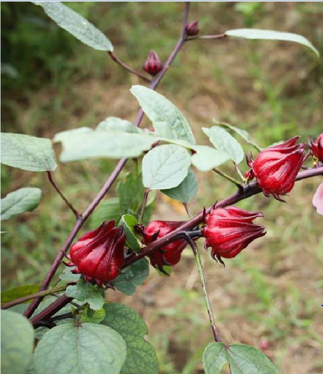 Hạt Giống Cây Atiso Đỏ ( Bụp Giấm) - 10 hạt.gói