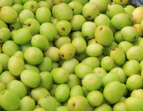 CÂY GIỐNG TÁO ĐẠI