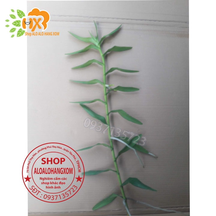 [HCM]COMBO 10 CÂY LAN BÒ CẠP RẰN CON