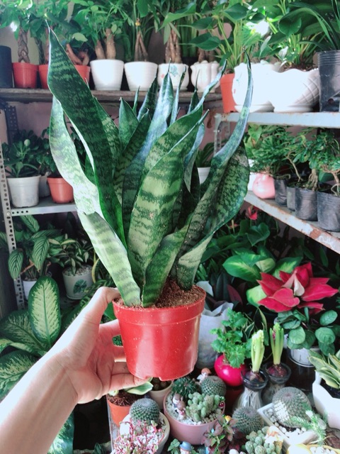 [HCM]Lưỡi Hổ Thái