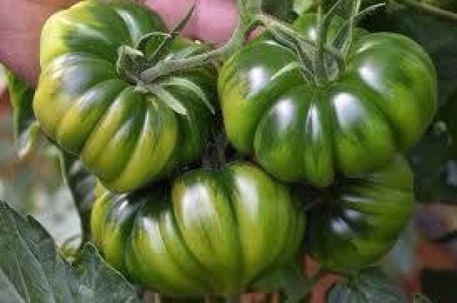 Hạt Giống Cà Chua Bí Ngô ( Pumkin Tomato Seed)