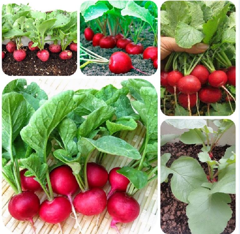 Hạt giống củ cải đỏ mini ( củ cải đỏ tí hon ) - gói 5gram