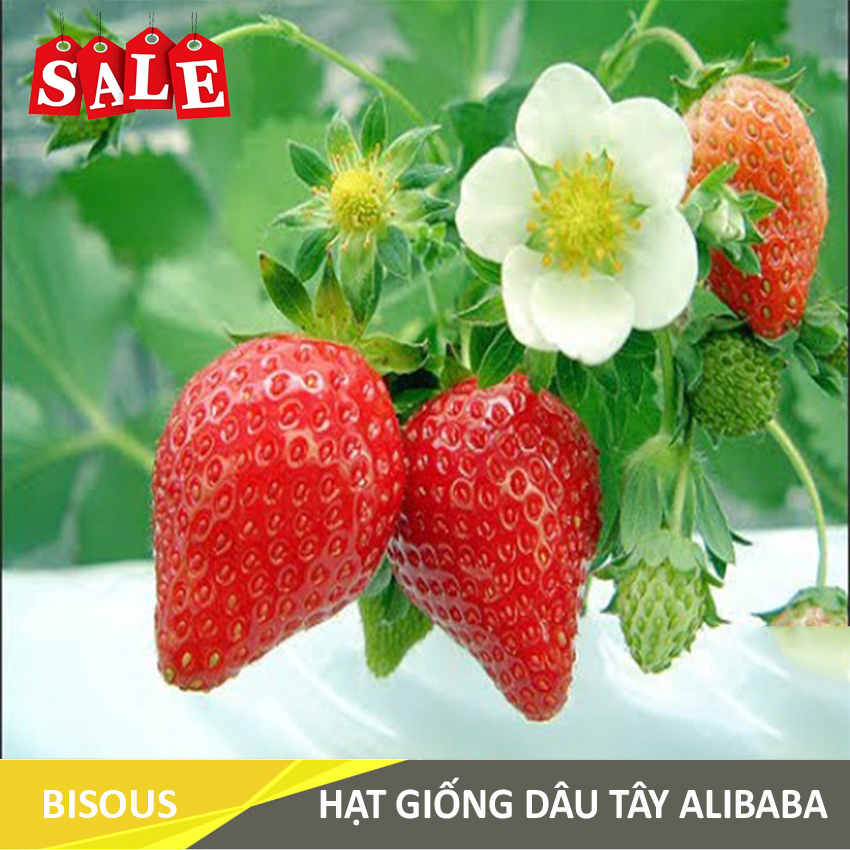 Hạt giống Dâu tây Q24 Bisous KLT 50 hạt